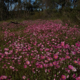 Rhodanthe manglesii